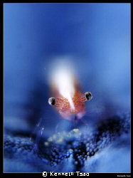 [Shrimp on Sea Star]
 by Kenneth Tsao 